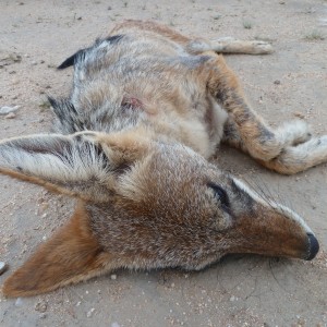 Black-Backed Jackal Namibia