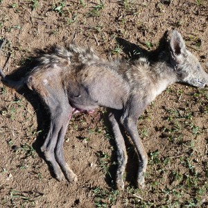 Mange Black-Backed Jackal Namibia