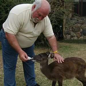 Feeding Sitatunga Uganda