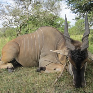 Hunting East African Eland Uganda