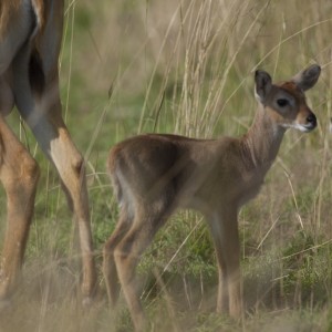 Kob Fawn Uganda