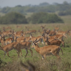 Kob Herd Uganda