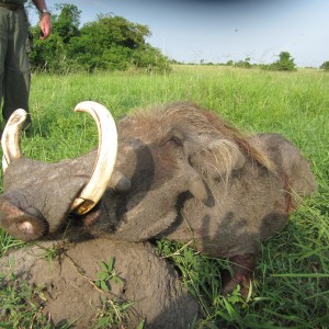 Hunting Warthog in Uganda