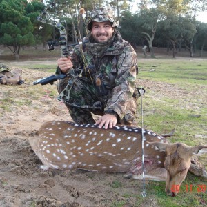 Axis deer bowhunt