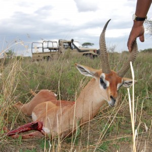 Gerenuk