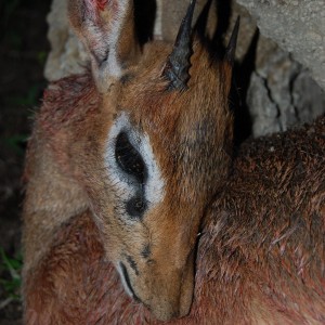 Dik Dik