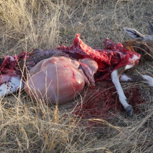 Fresh Cheetah kill of a young Blesbok