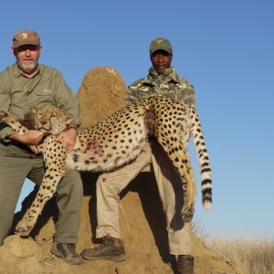 Hunting Cheetah in Namibia