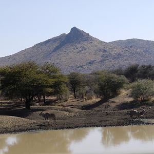 Kudu at waterhole in Namibia