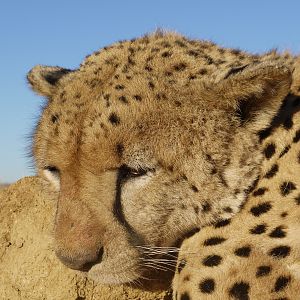 Hunting Cheetah in Namibia