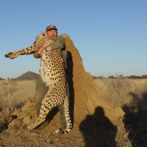 Hunting Cheetah in Namibia