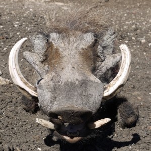 Hunting Warthog in Namibia