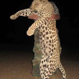 Hunting Leopard in Namibia