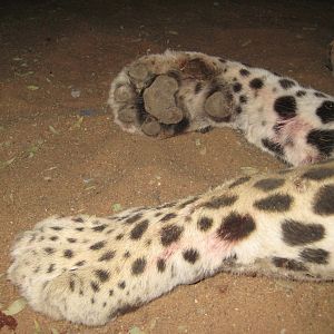 Leopard paw