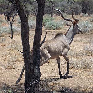 Greater Kudu