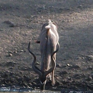 Greater Kudu