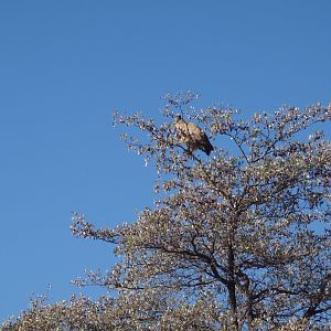 Vulture Namibia