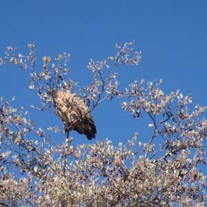 Vulture Namibia