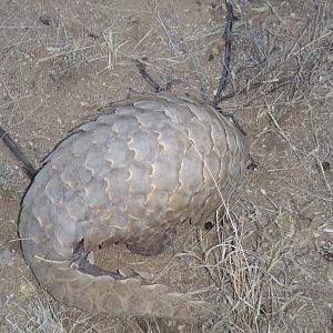 Giant Pangolin Namibia