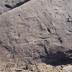 Bushman rock engraving of Gemsbok in Namibia