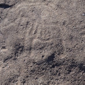 Bushman rock engraving of Lion in Namibia