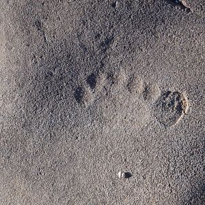 Lion print in the rock in Namibia