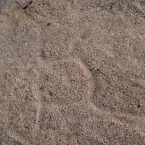 Bushman rock engraving in Namibia