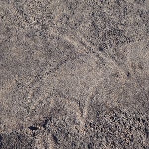 Bushman rock engraving of Gemsbok in Namibia