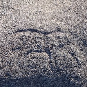 Bushman rock engraving of Warthog in Namibia