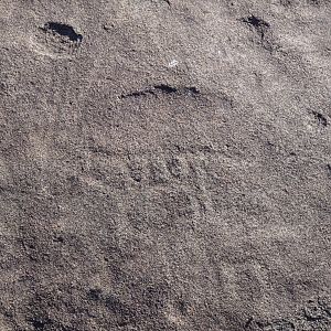 Bushman rock engraving of antelope in Namibia