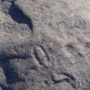 Animal prints in the rock in Namibia