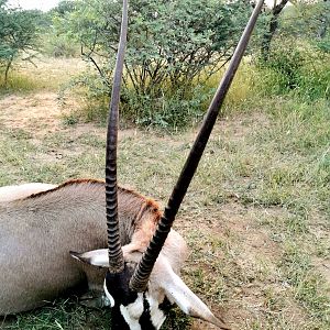 Gemsbok Hunting South Africa