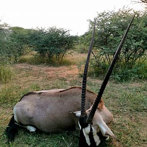 South Africa Hunt Gemsbok