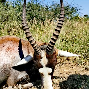 South Africa Hunting Blesbok