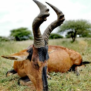 Hunt Red Hartebeest in South Africa