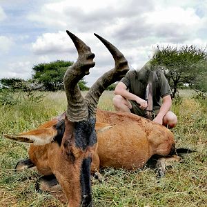 Red Hartebeest Hunting South Africa