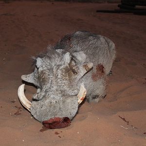 Namibia Hunting Warthog