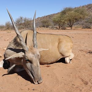 Hunt Eland Cow in Namibia