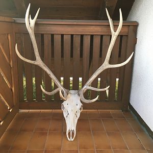 Red Stag European Skull Mount