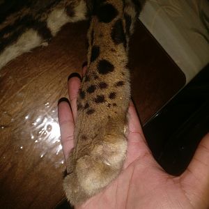 Forest Panther Feet