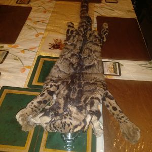 Forest Panther Skin