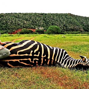 Burchell's Plain Zebra Hunt South Africa