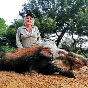 Bushpig Hunt South Africa