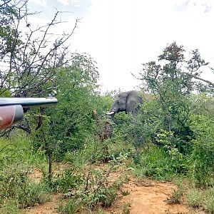 Elephant Hunt South Africa