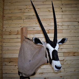 Gemsbok Shoulder Mount Taxidermy