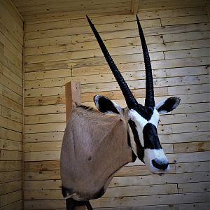 Gemsbok Shoulder Mount Taxidermy