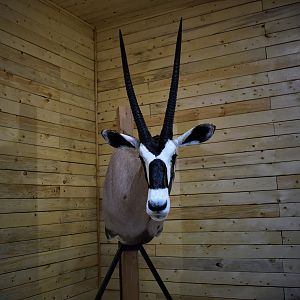 Gemsbok Shoulder Mount Taxidermy