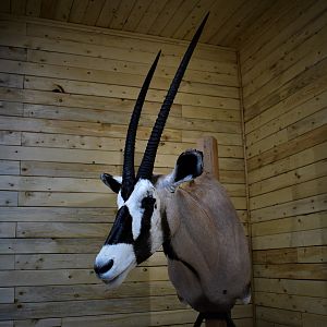 Gemsbok Shoulder Mount Taxidermy