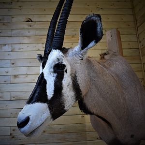 Gemsbok Shoulder Mount Taxidermy