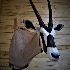 Gemsbok Shoulder Mount Taxidermy